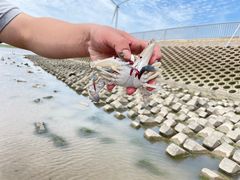 -碧海金沙