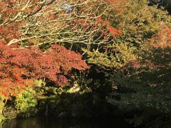 -醍醐寺