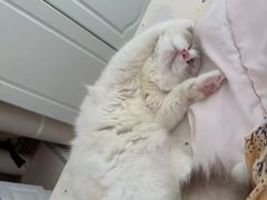 -御宝贝·A梦猫科宠物医院(国际猫友好医院)