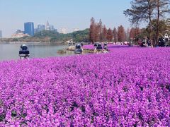 -顺峰山公园