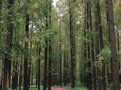 -黄海国家森林公园