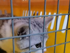 -瑞派福兴宠物医院犬猫全科·骨科·中西医结合(河东店)