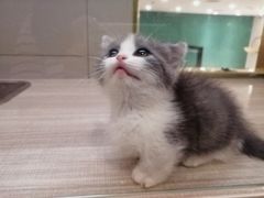 -飞行喵MR PILOT|猫舍·猫咖(静安大融城店)
