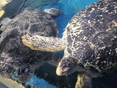 -烟台海昌鲸鲨海洋公园