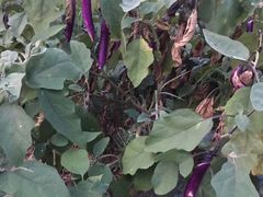 -呼吸森林·生态农庄农家乐私房菜