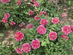 -石家庄市植物园