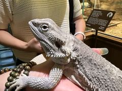 -帕帕拉兹宠物(亚洲旗舰店)