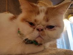 -共舞时光猫咖·狗咖(新街口店)