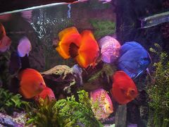 -上海海洋水族馆