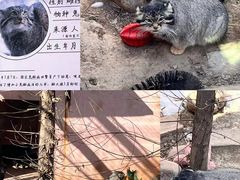 -青藏高原野生动物园