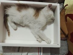 -青石桥花鸟鱼虫市场(叠翠城店)