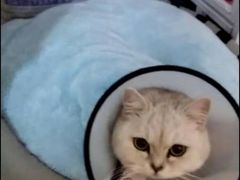 -伟伟宠物医院·瑞派猫友好医院·猫科(光谷店)