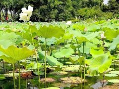 -昆山城市生态森林公园