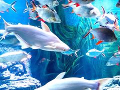 -上海海洋水族馆