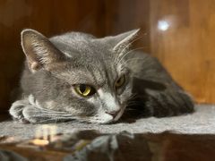 -VIKING SALOON西部美式烟熏烤肉(和平路店)