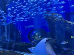 -海合安武汉极地海洋公园