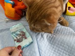 -爱侣宠医·鹦鹉专科·小型哺乳类·异宠专科(灵石路店)