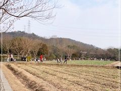 -八卦田遗址公园