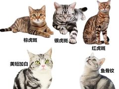 -申普宠物医院(总院)