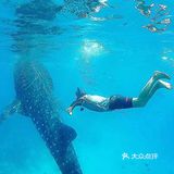与鲸鲨共舞