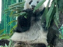 -广州动物园