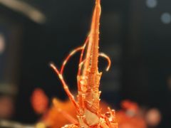 -上海滩餐厅(BFC外滩金融中心店)