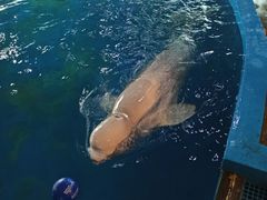 -海合安武汉极地海洋公园