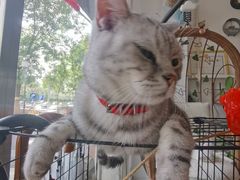 -平行世界·猫咖(首经贸店)