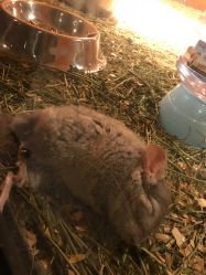 -酷嗒动物文化乐园(cutezoo西溪乐天城店)