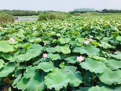 -荷塘月色湿地公园·向阳花洲