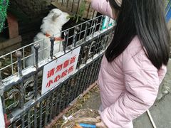 -上海佘山世茂艾美酒店