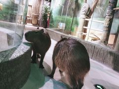 -萌宠奇缘