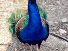 -瑞丽独树成林风景区