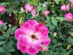 -人民公园(罗湖区)