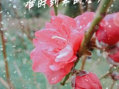 -桃花涧