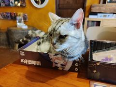-猫猫幼稚园·撸猫·桌游·电玩