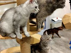 -楼上猫咖(罗湖店)
