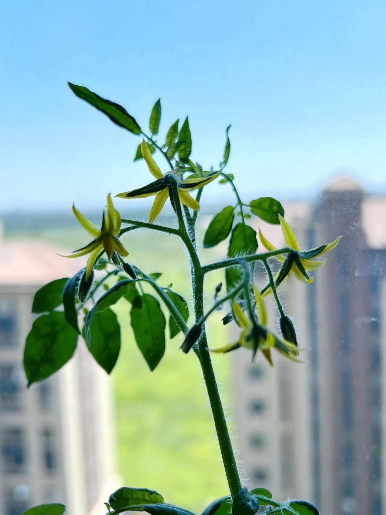 种的番茄终于开花了