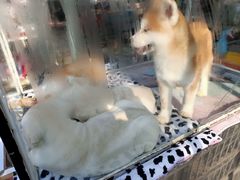 -中环花鸟鱼虫市场