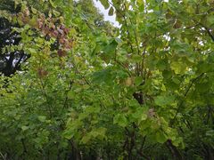 -白塘生态植物园