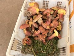 -云南木水花野生菌交易中心