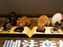 -咖法森林·咖啡  酒吧(天河店)