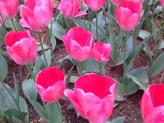 iphone_upload_pic-洛阳郁金香牡丹园