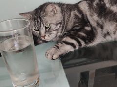 -平行世界·猫咖(首经贸店)