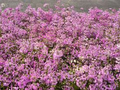 -老码头火锅(骡马市店)