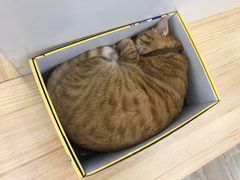 -李小姐の猫咖啡馆(五角场店)