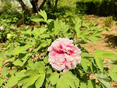 -洛阳市隋唐城遗址植物园