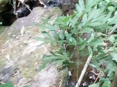 -滴水岩森林公园