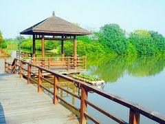 -大湾区中央湿地公园