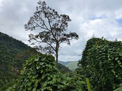 -海南热带雨林国家公园吊罗山景区